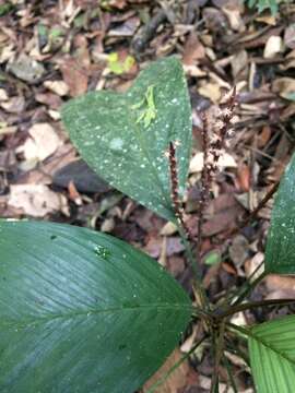 Imagem de Geonoma pauciflora Mart.