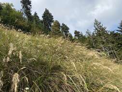 Image de Calamagrostis cainii Hitchc.