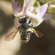 Megachile zapoteca Cresson 1878的圖片