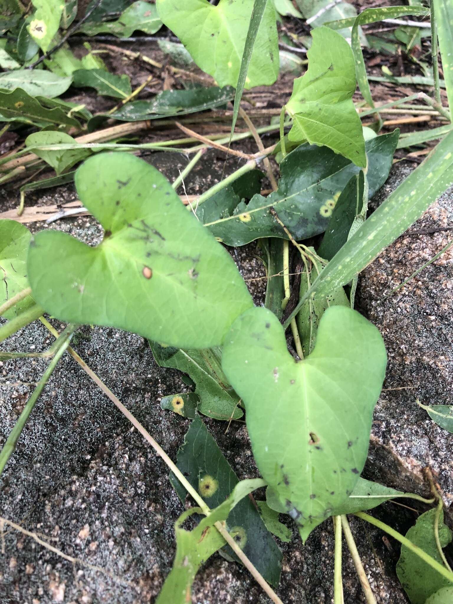 Image of Ipomoea biflora (L.) Pers.