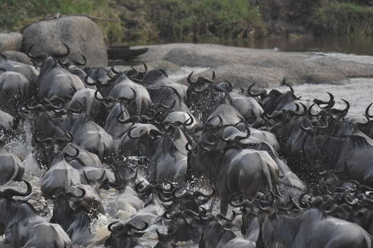 Image of Western white-bearded Wildebeest