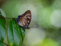 Imagem de Euripus nyctelius Doubleday 1845