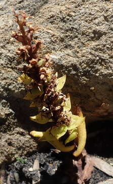 Image of Satyrium retusum Lindl.