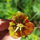 Image of Fritillaria messanensis subsp. messanensis