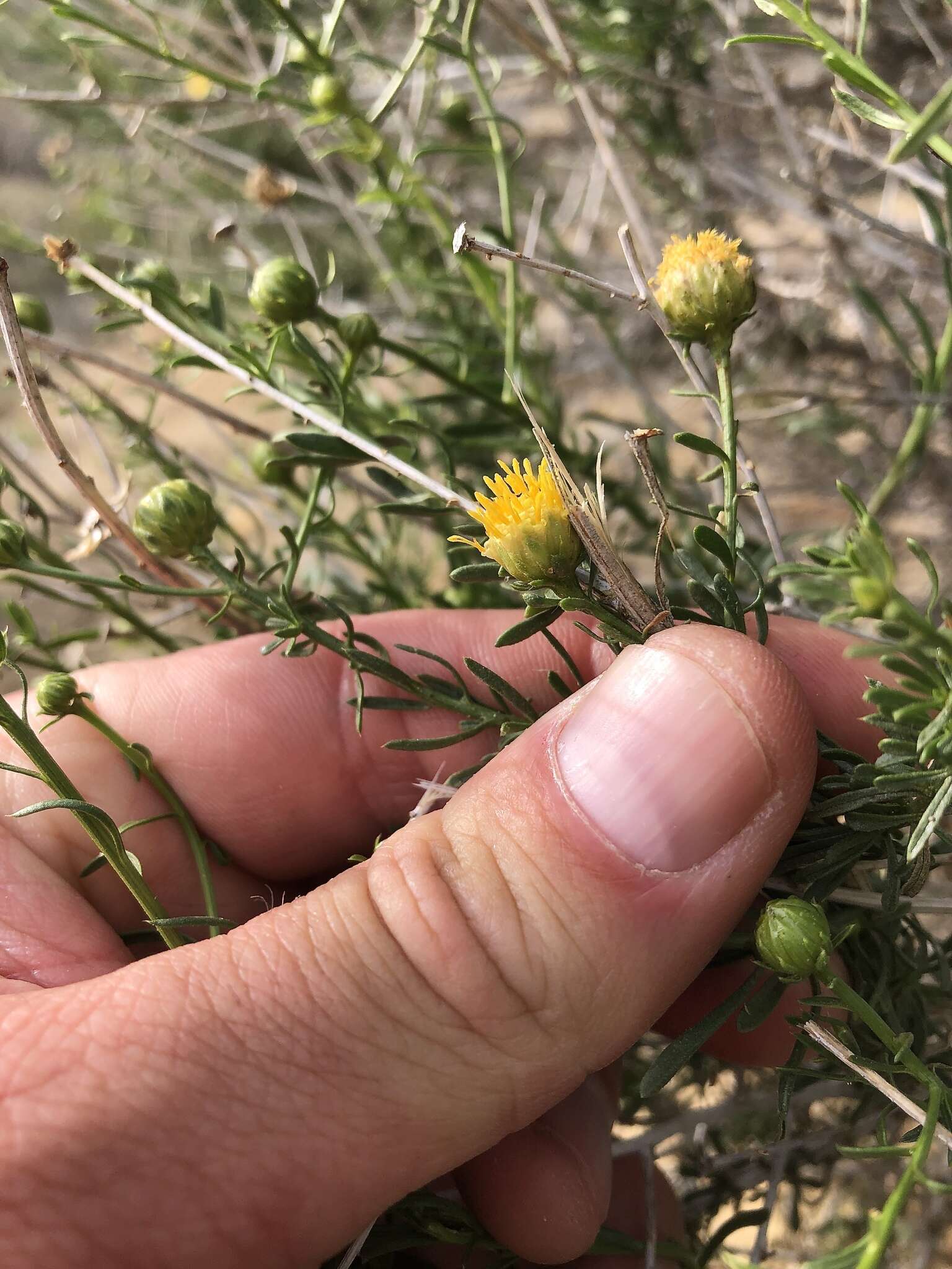 Image of yellow aster