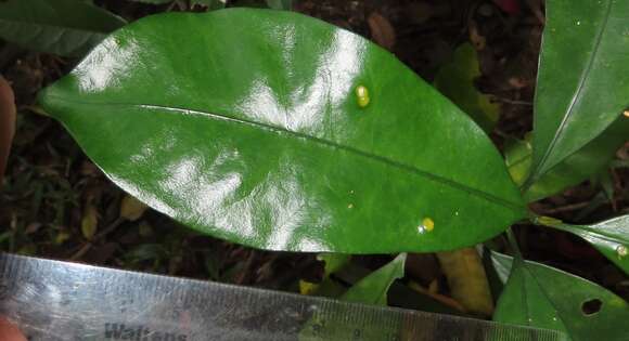 Image of Large-leaved onionwood