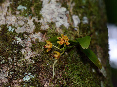 Image of Pteroceras teres (Blume) Holttum