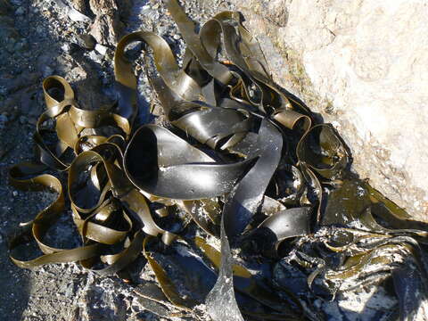 Image of New Zealand bull kelp