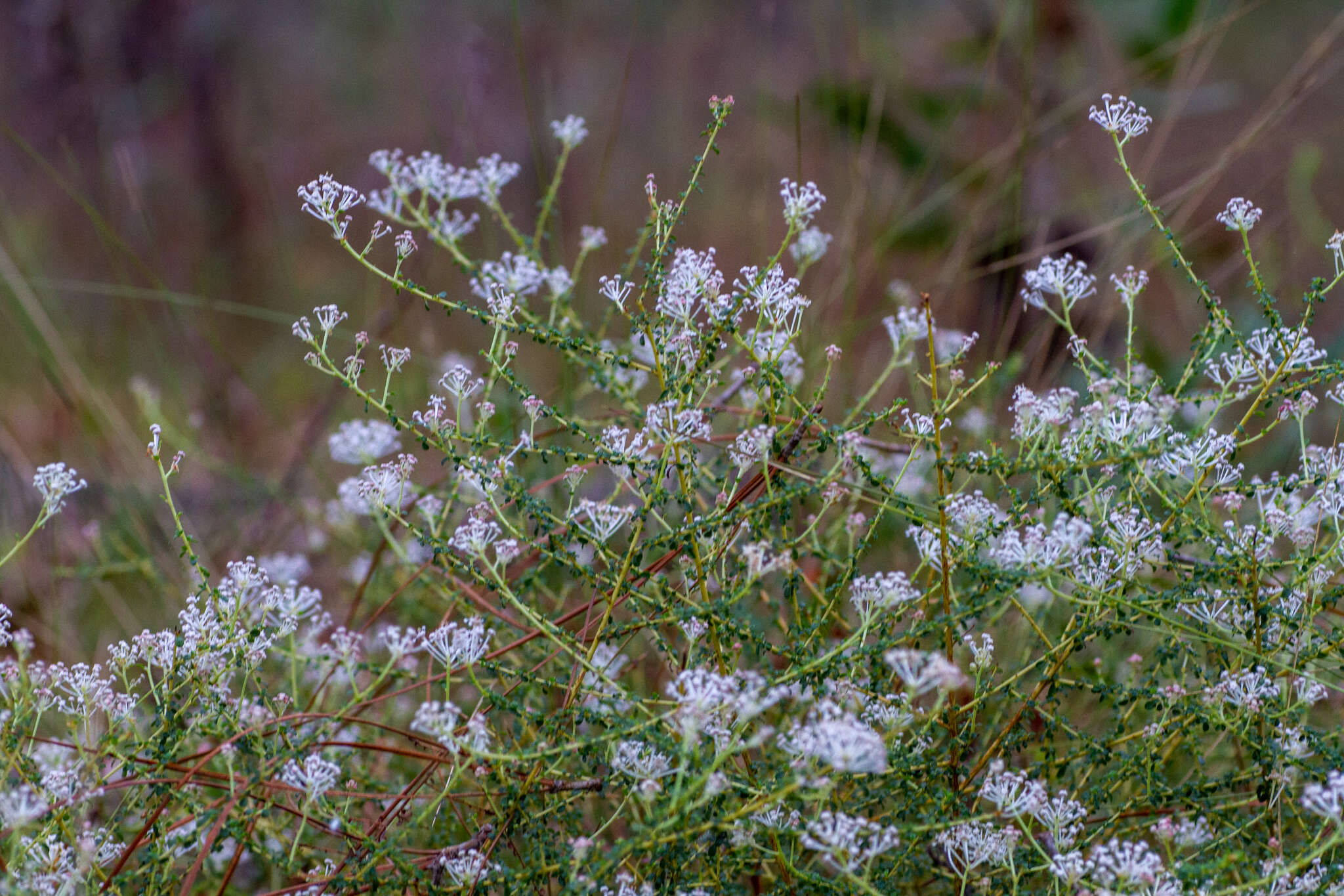 Image of littleleaf buckbrush