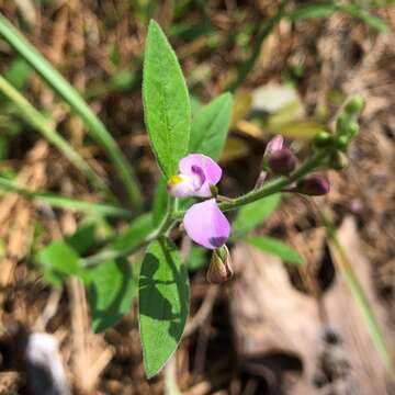 Image of Asemeia violacea (Aubl.) J. F. B. Pastore & J. R. Abbott