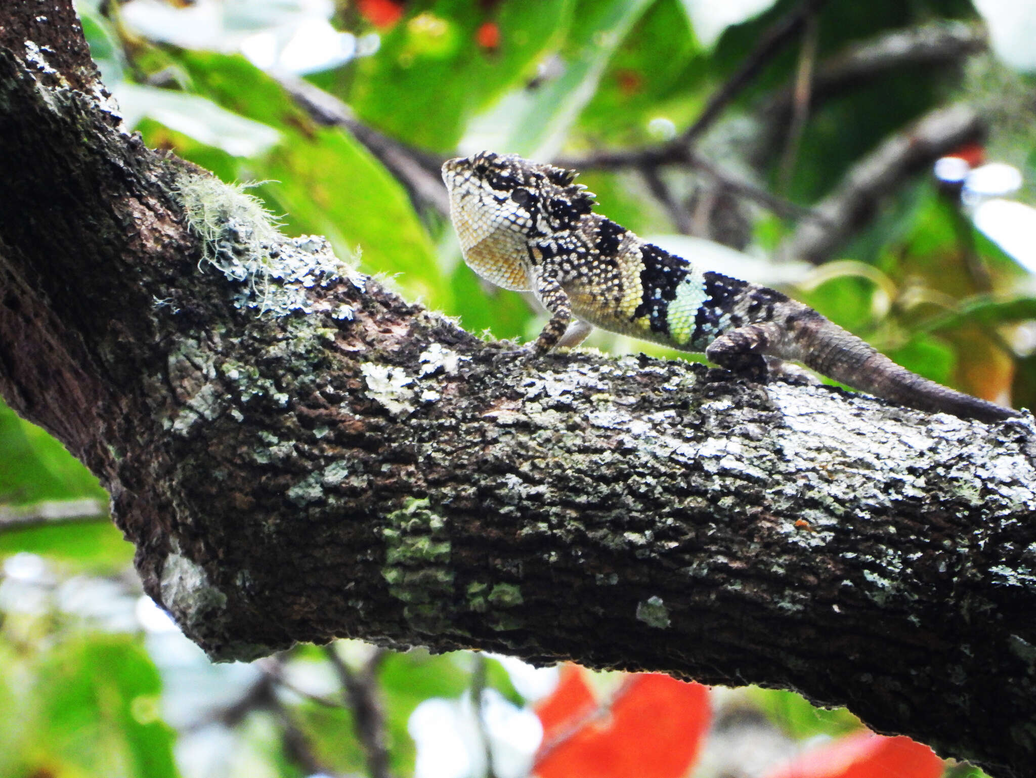 Image of Burmese Mountain Agamid