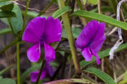 Image of longleaf cologania