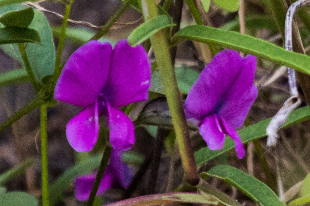 Image of longleaf cologania