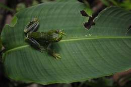 Image of Palmer's Treefrog