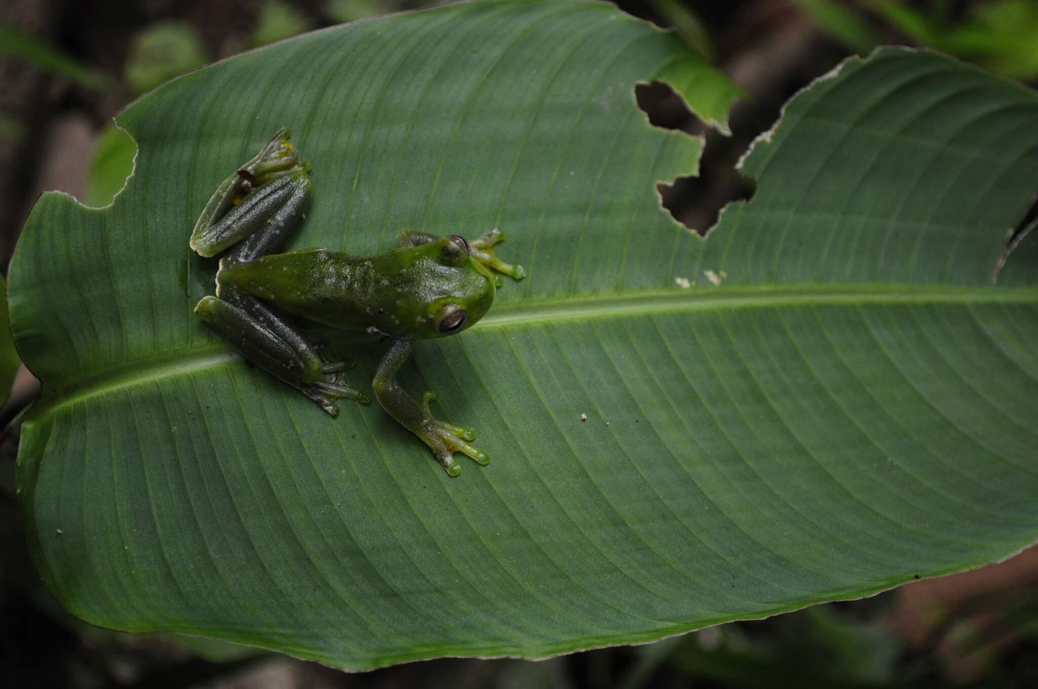 Hyloscirtus palmeri (Boulenger 1908)的圖片