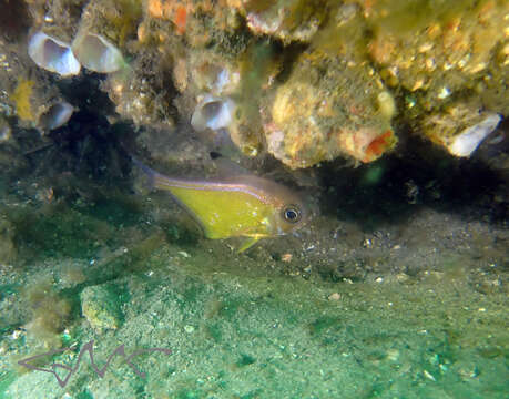 Imagem de Pempheris affinis McCulloch 1911