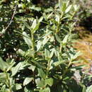 Imagem de Rhododendron adamsii Rehder