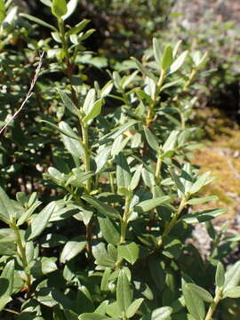 Imagem de Rhododendron adamsii Rehder