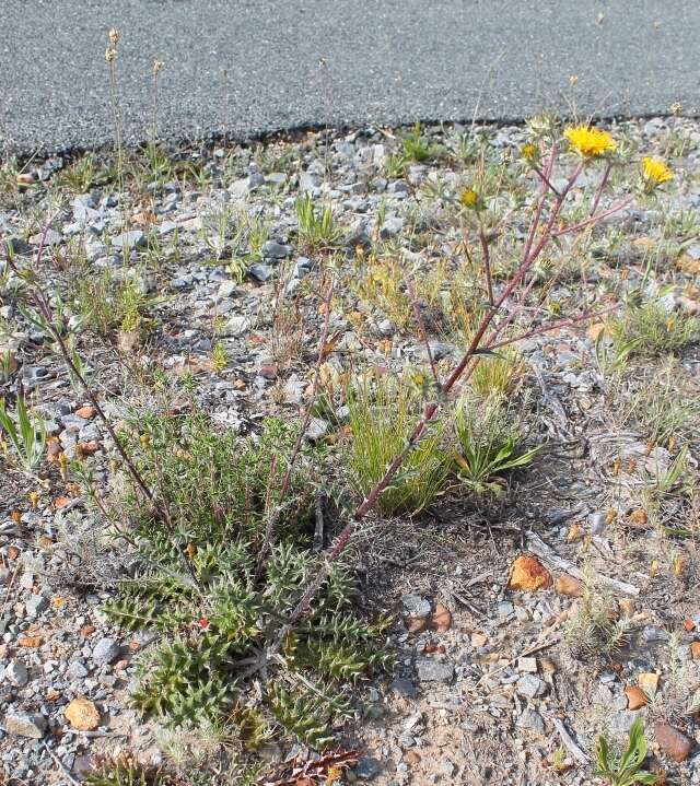 Image of prickly gousblom