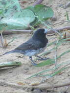 Image of Dubois's Seedeater