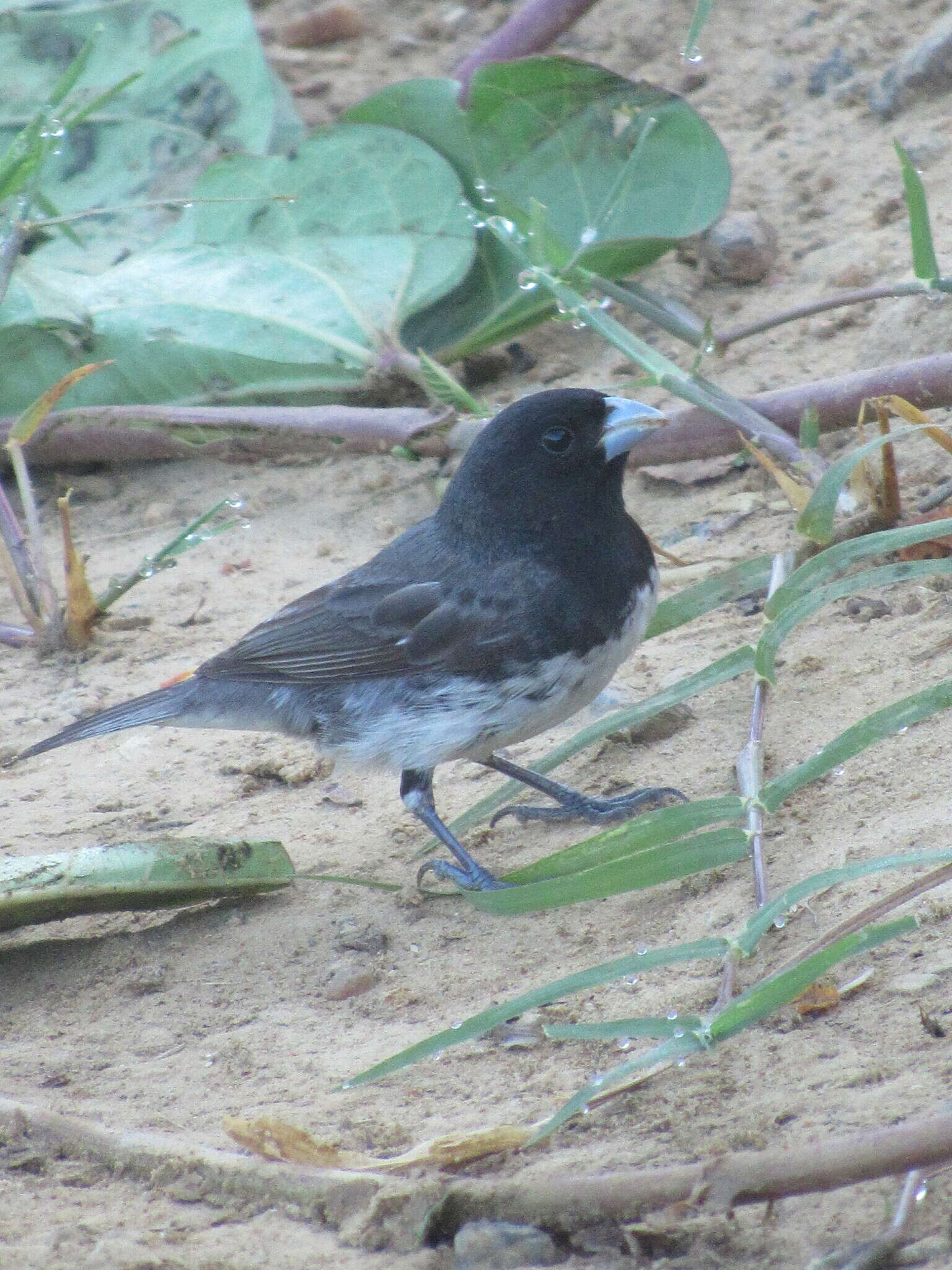 Image of Dubois's Seedeater