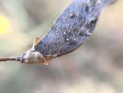 Слика од Cytisus grandiflorus (Brot.) DC.