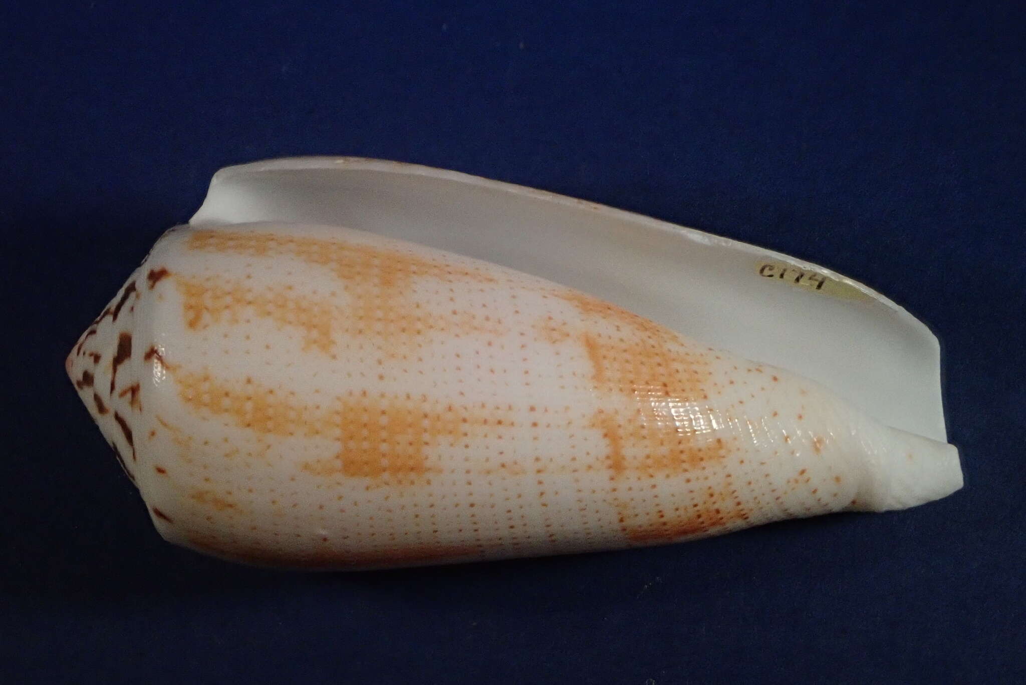 Image of Conus magus Linnaeus 1758