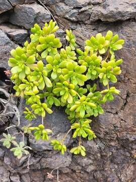 Image of Aeonium lindleyi subsp. viscatum (Bolle) Bañares