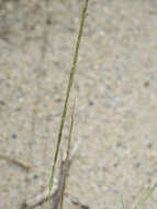 Image of smut grass