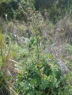 Image of Chorro Creek bog thistle