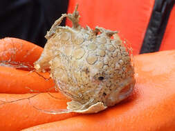 Image of Newfoundland spiny lumpsucker