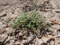 Image of Herniaria fontanesii subsp. almeriana Brummitt & Heywood