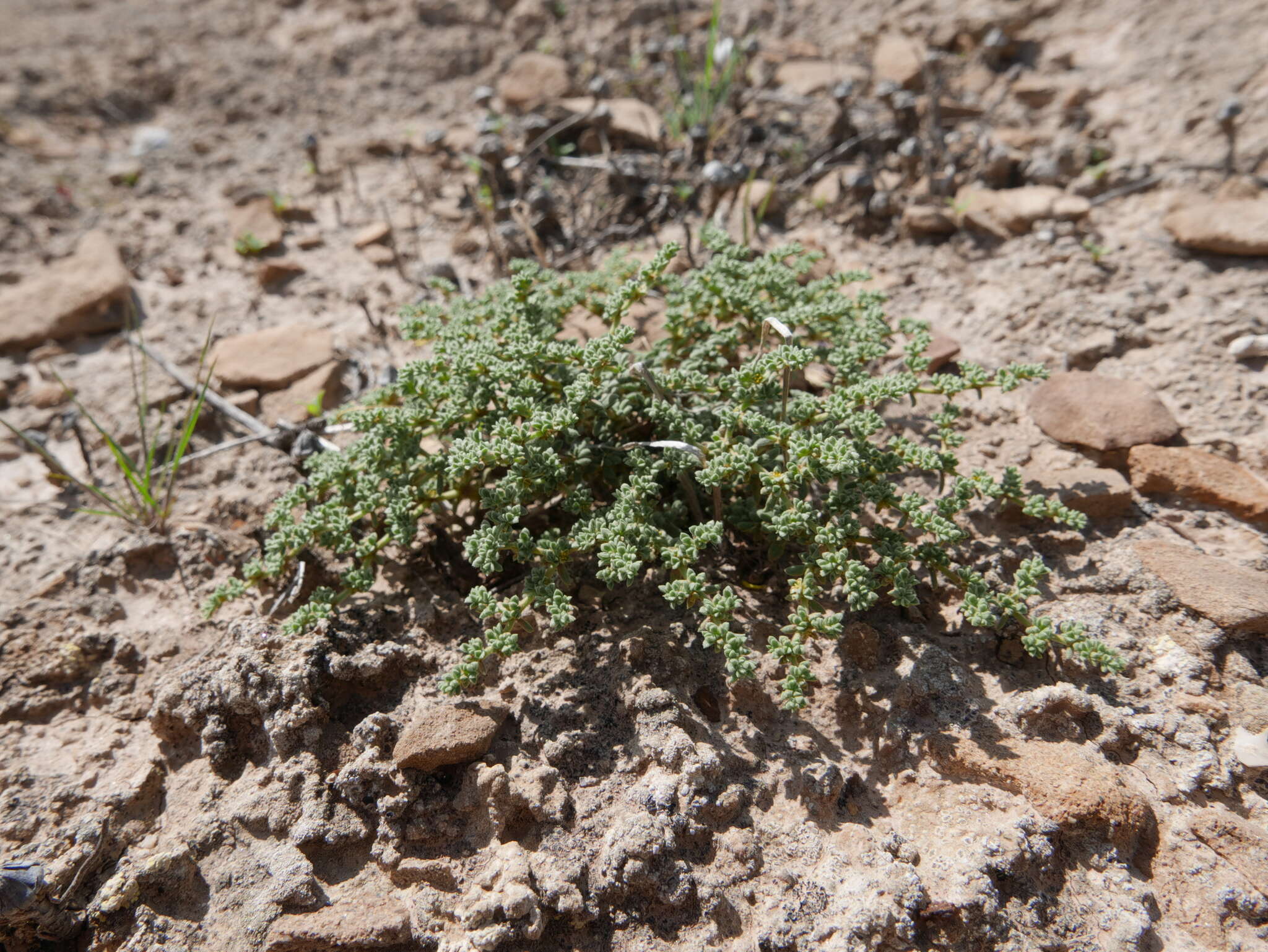 صورة Herniaria fontanesii subsp. almeriana Brummitt & Heywood