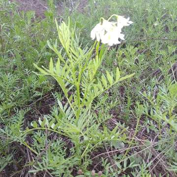 Imagem de Solanum pinnatisectum Dun.