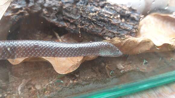 Image of Cape Wolf Snake