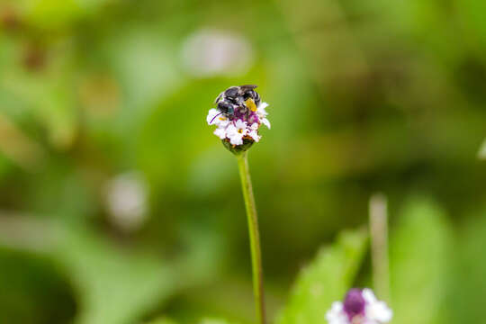 Calliopsis hondurasica Cockerell 1949 resmi