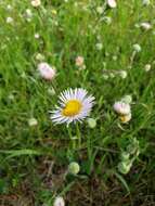 Image of streamside fleabane