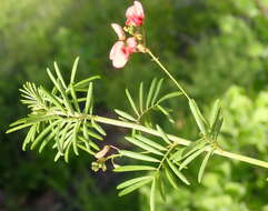 Indigofera verrucosa Eckl. & Zeyh.的圖片