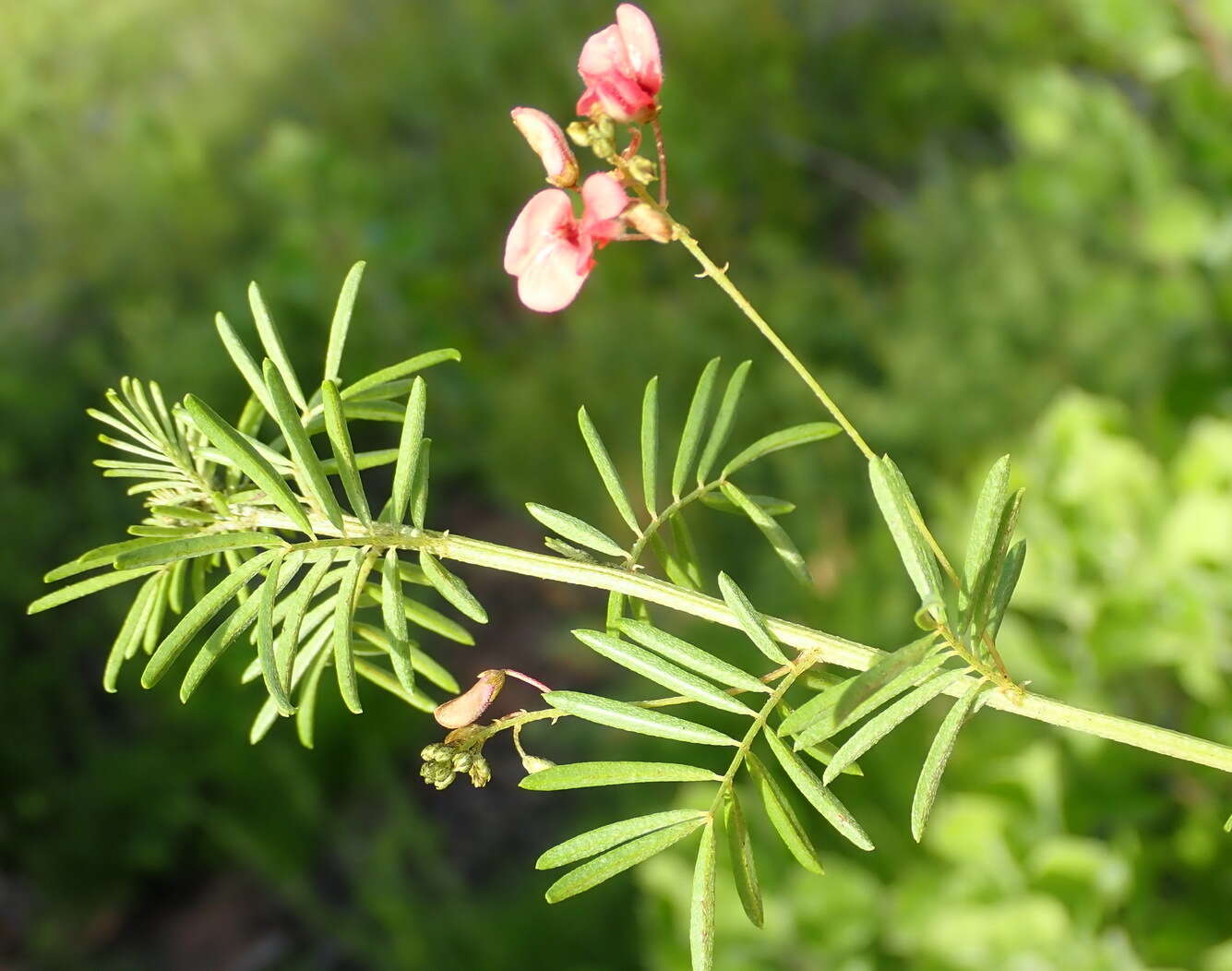 Indigofera verrucosa Eckl. & Zeyh.的圖片