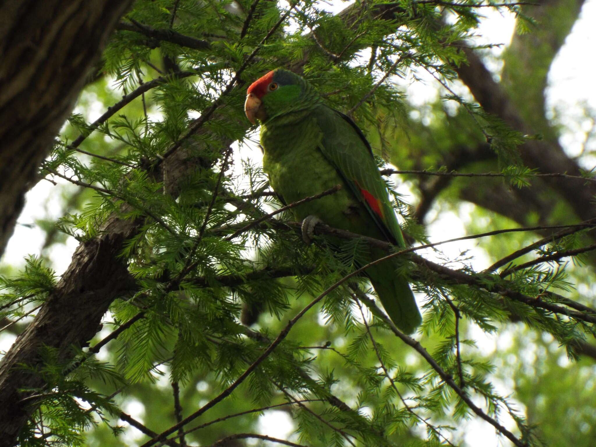 Imagem de Amazona viridigenalis (Cassin 1853)