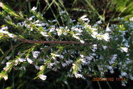 Image of Erica fuscescens (Klotzsch) E. G. H. Oliver