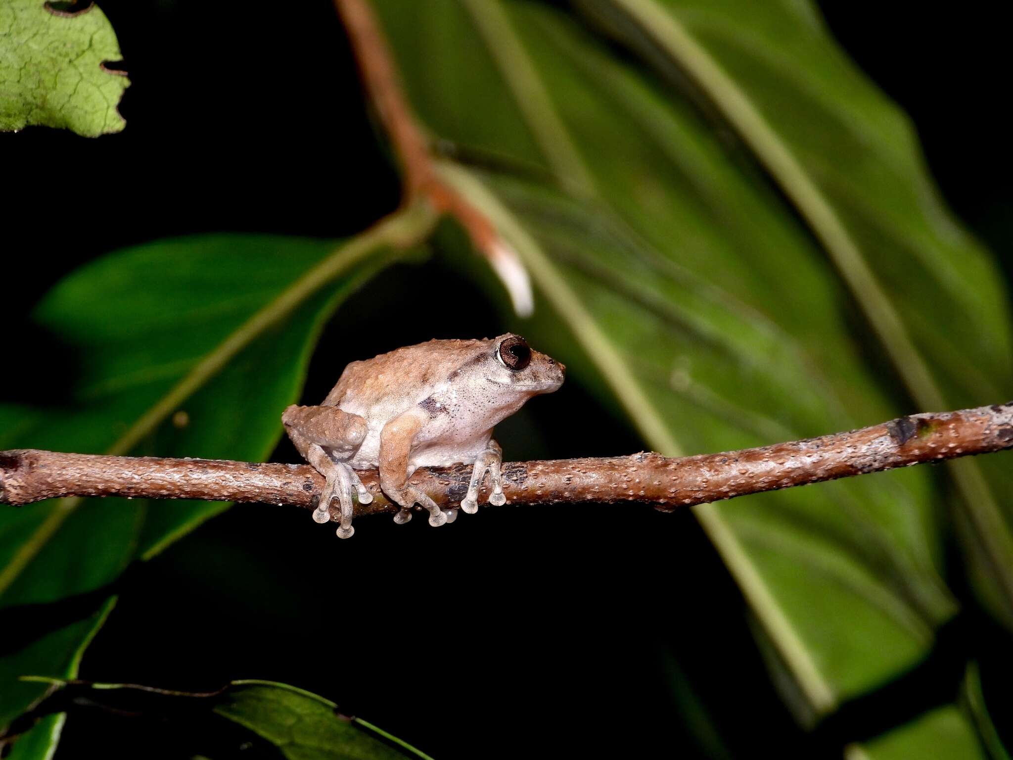 Image of <i>Raorchestes sanctisilvaticus</i>