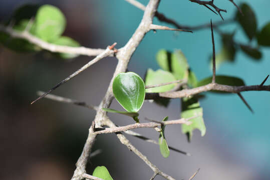 Image de Dovyalis rotundifolia (Thunb.) Harv.