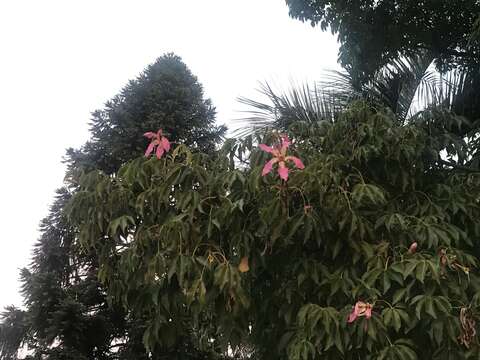 Image of Ceiba speciosa (A. St.-Hil., A. Juss. & Cambess.) P. Ravenna