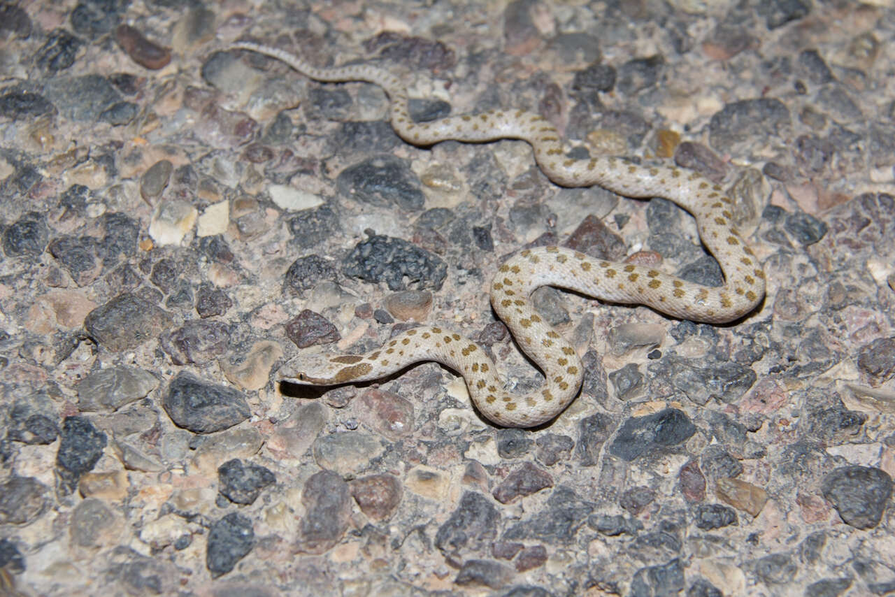 Image of Hypsiglena chlorophaea deserticola Tanner 1946