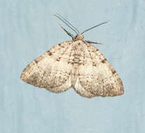 Image of Perizoma curvilinea Hulst 1896