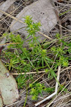 Image of Asperula conferta Hook. fil.