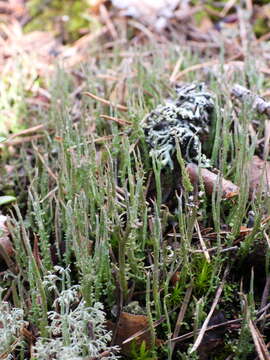 Image of Cladonia gracilis subsp. gracilis