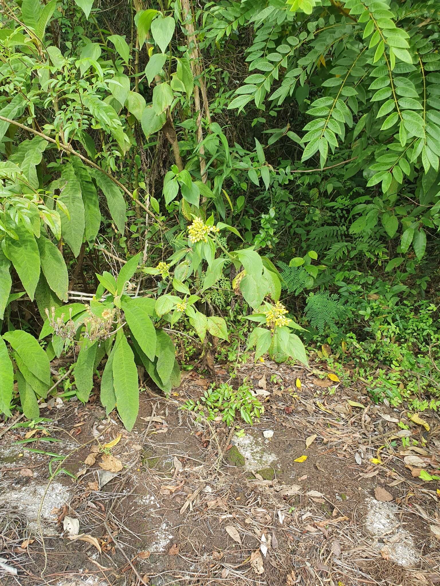 Schistocarpha eupatorioides (Fenzl) O. Kuntze resmi