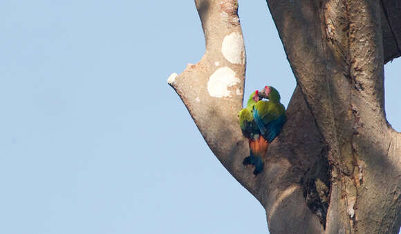 Image of Great Green Macaw